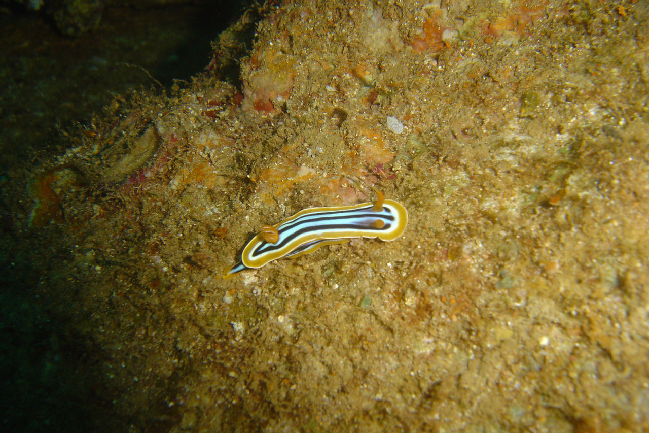 Chromodoris quadricolor